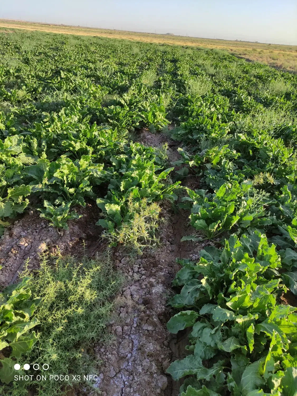 چغندر قند|خوردنی و آشامیدنی|فیروزه, |دیوار