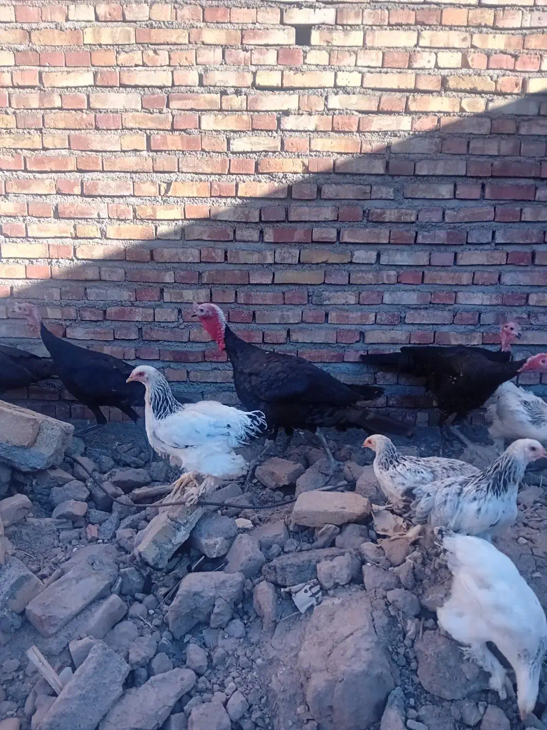 بوقلمون های سیاه اصیل نژاددار|حیوانات مزرعه|مرند, |دیوار