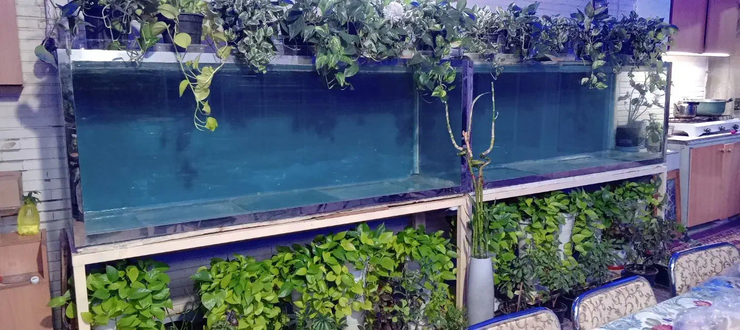 آکواریوم ۲متری|ماهی|اصفهان, سنجوانمره|دیوار