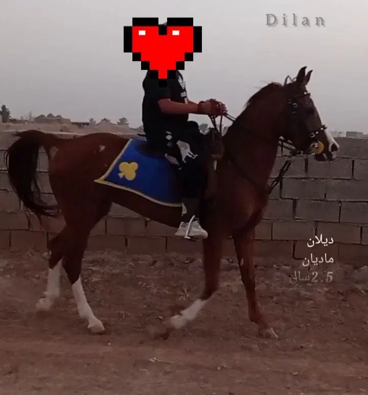 اسب|اسب و تجهیزات اسبسواری|سبزوار, ابارش|دیوار