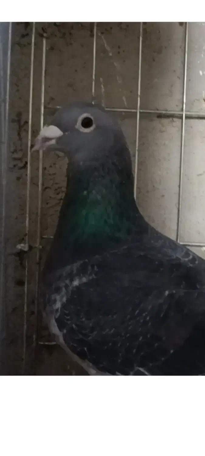 کی کفتر اردن خالص|پرنده|هامون, |دیوار