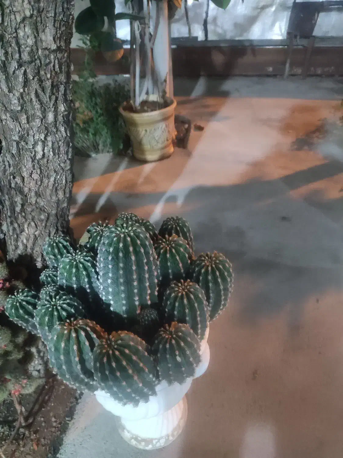 کاکتوس|گل و گیاه طبیعی|شبستر, |دیوار