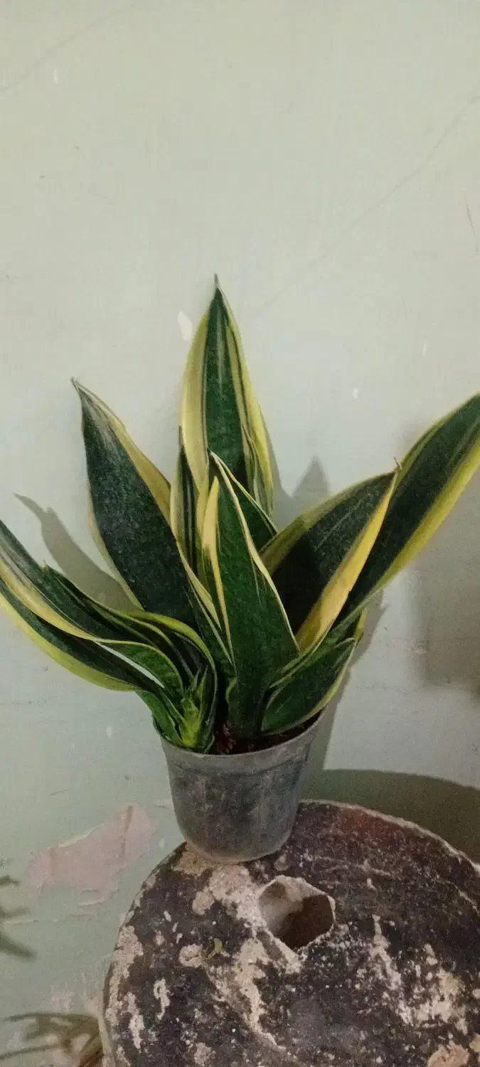 گلهای زیبای من|گل و گیاه طبیعی|خرم‌آباد, |دیوار