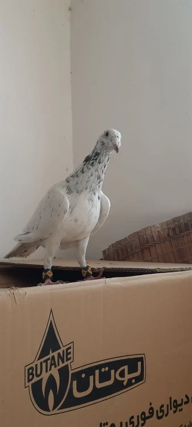 کفتر فروشی|پرنده|دماوند, گیلاوند|دیوار