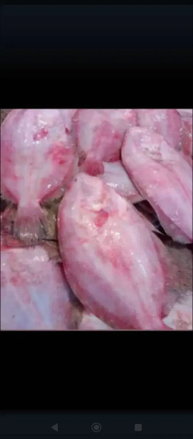 ماهی درجه یک|ماهی|خرمشهر, |دیوار