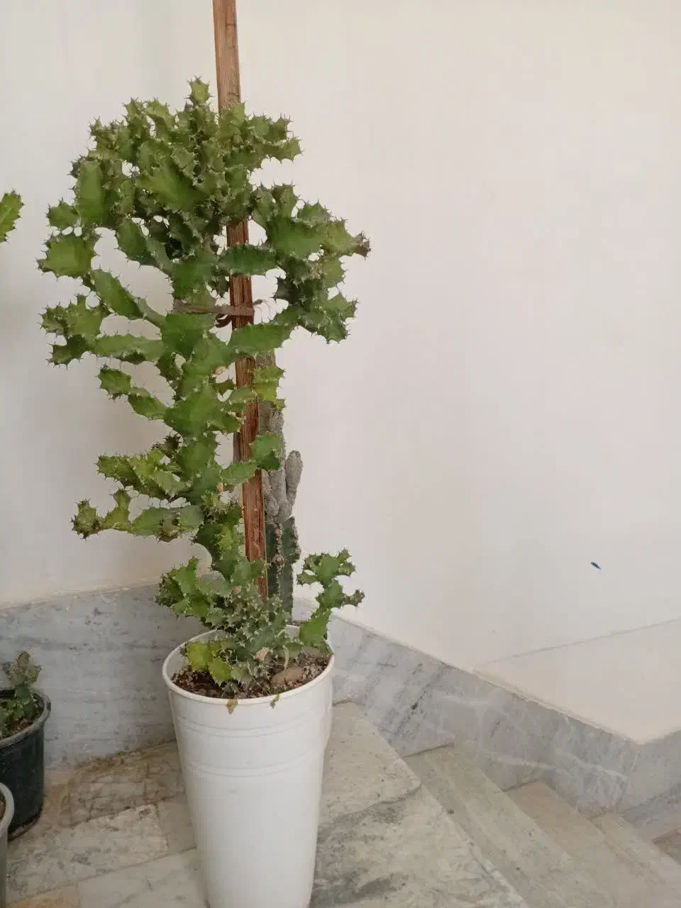 کاکتوس|گل و گیاه طبیعی|شاهرود, |دیوار