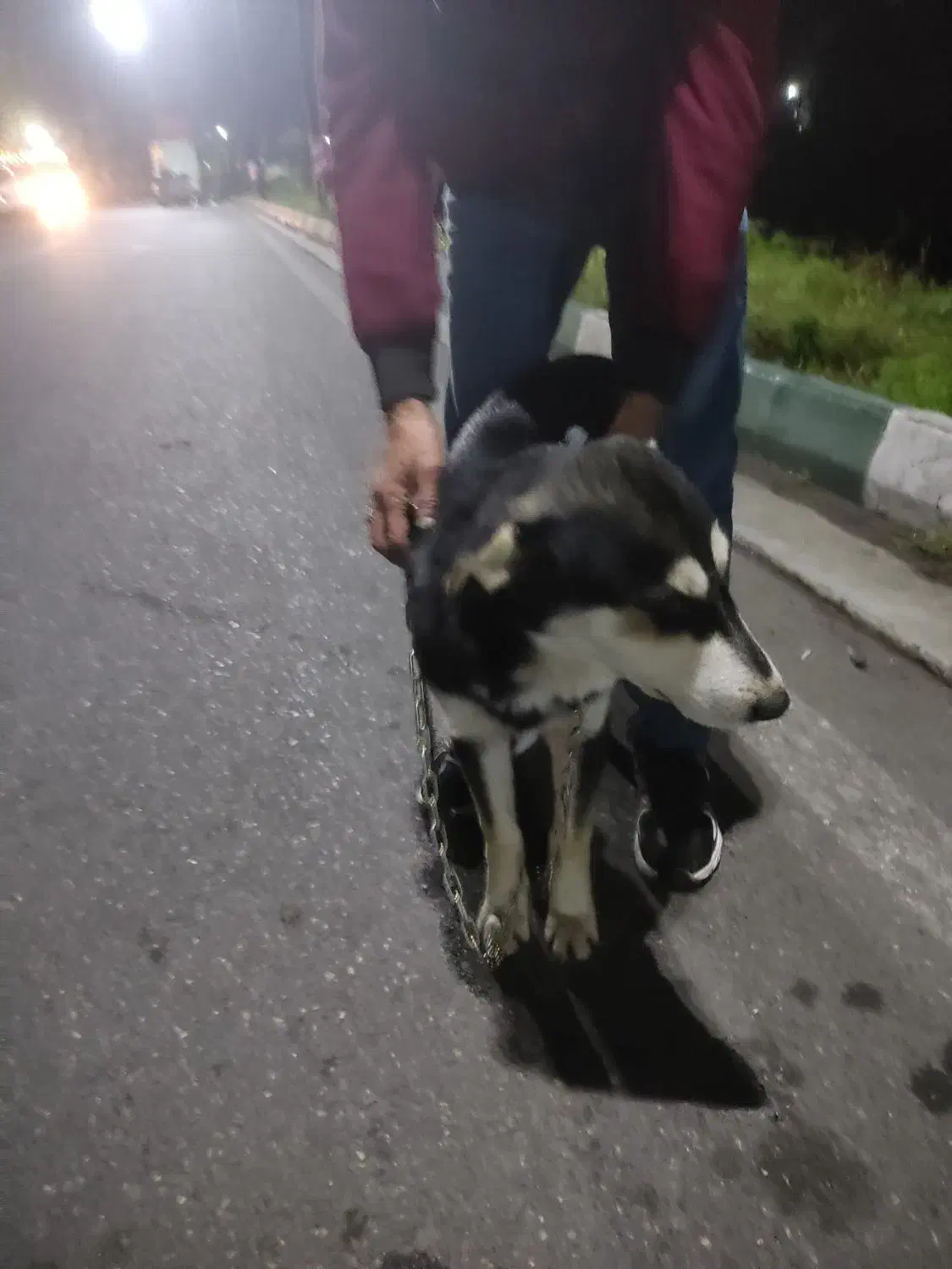 فروش سگ دورگه هاسکی|سگ|رشت, قاسمیه|دیوار