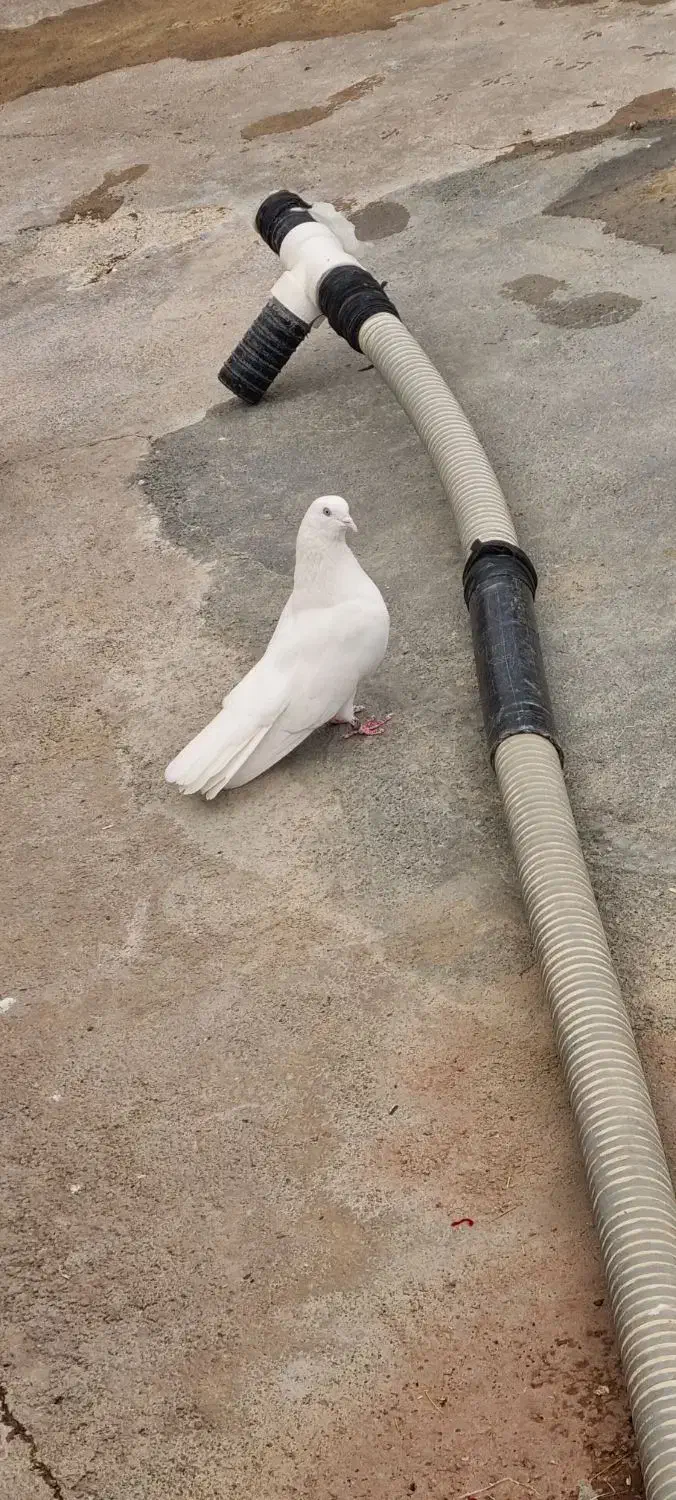 کفتر پرشی|پرنده|بیلوار, |دیوار