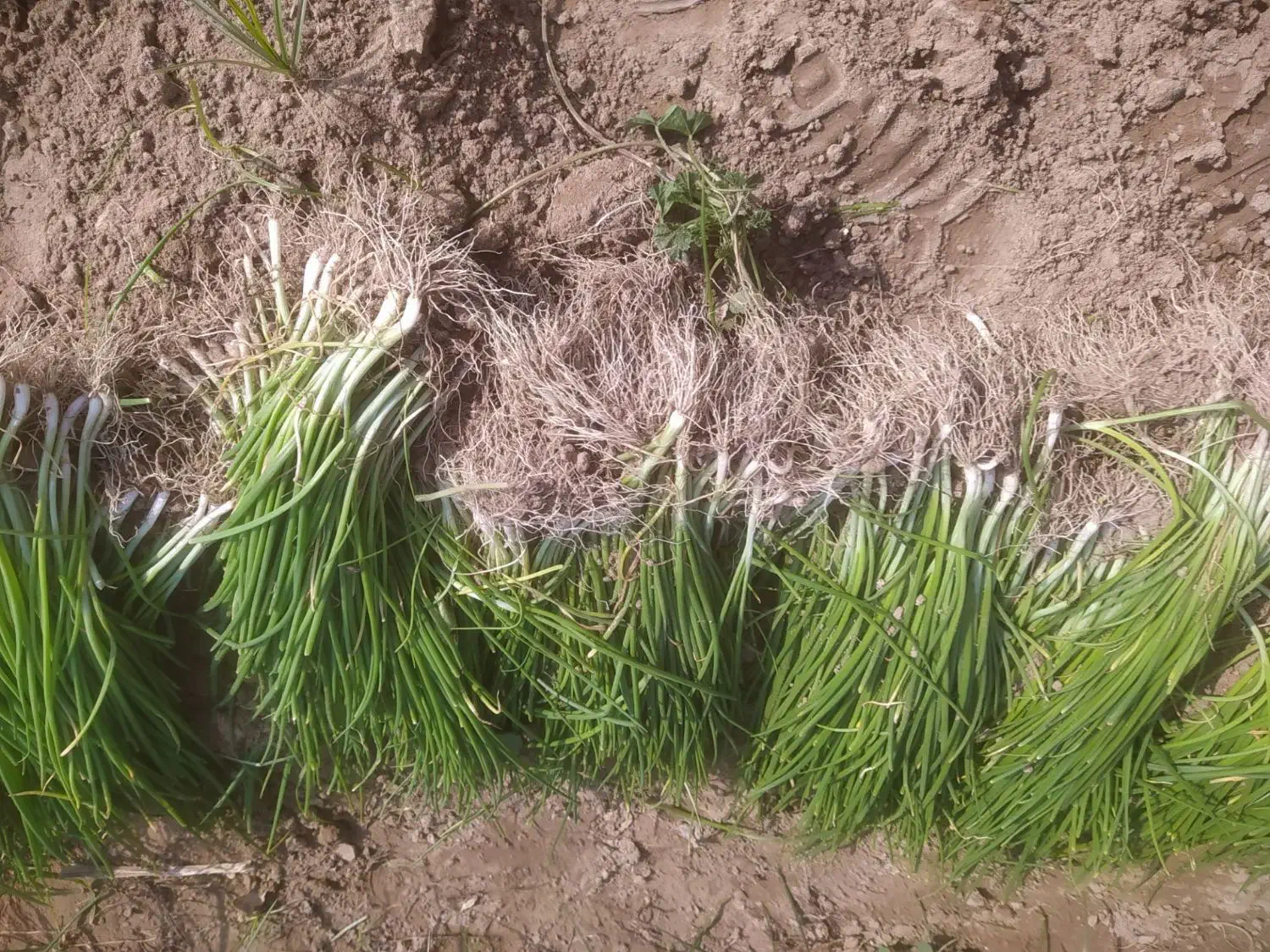 نهال پیاز سایروس|گل و گیاه طبیعی|عنبرآباد, |دیوار