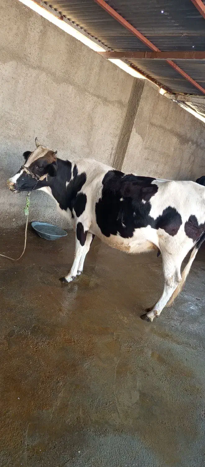 گاو|حیوانات مزرعه|دره شهر, |دیوار