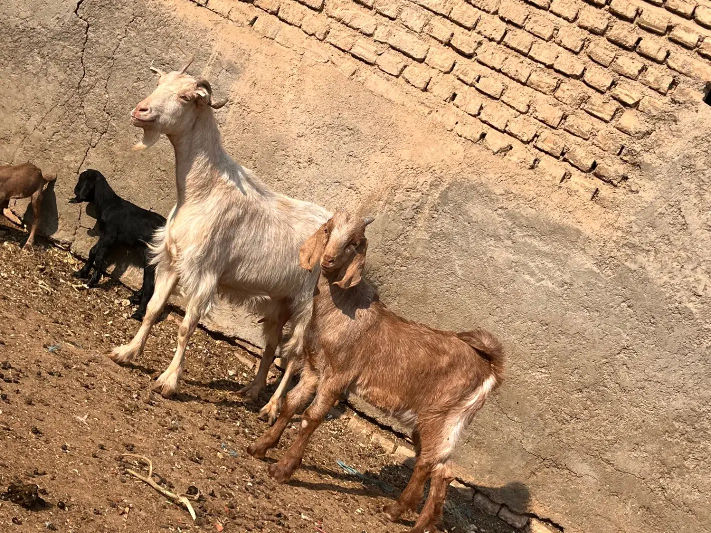 بز و بزغاله|حیوانات مزرعه|پیشوا, |دیوار