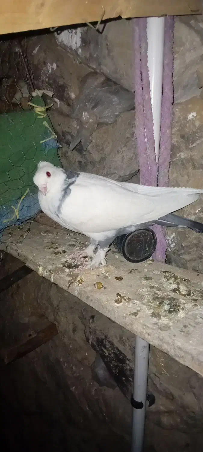 کبوتر برای فروش|پرنده|لردگان, |دیوار