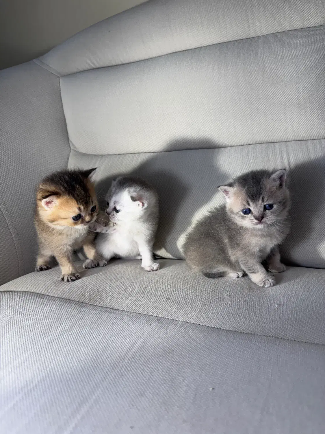 اسکاتیش و بریتیش|گربه|رشت, گلسار|دیوار