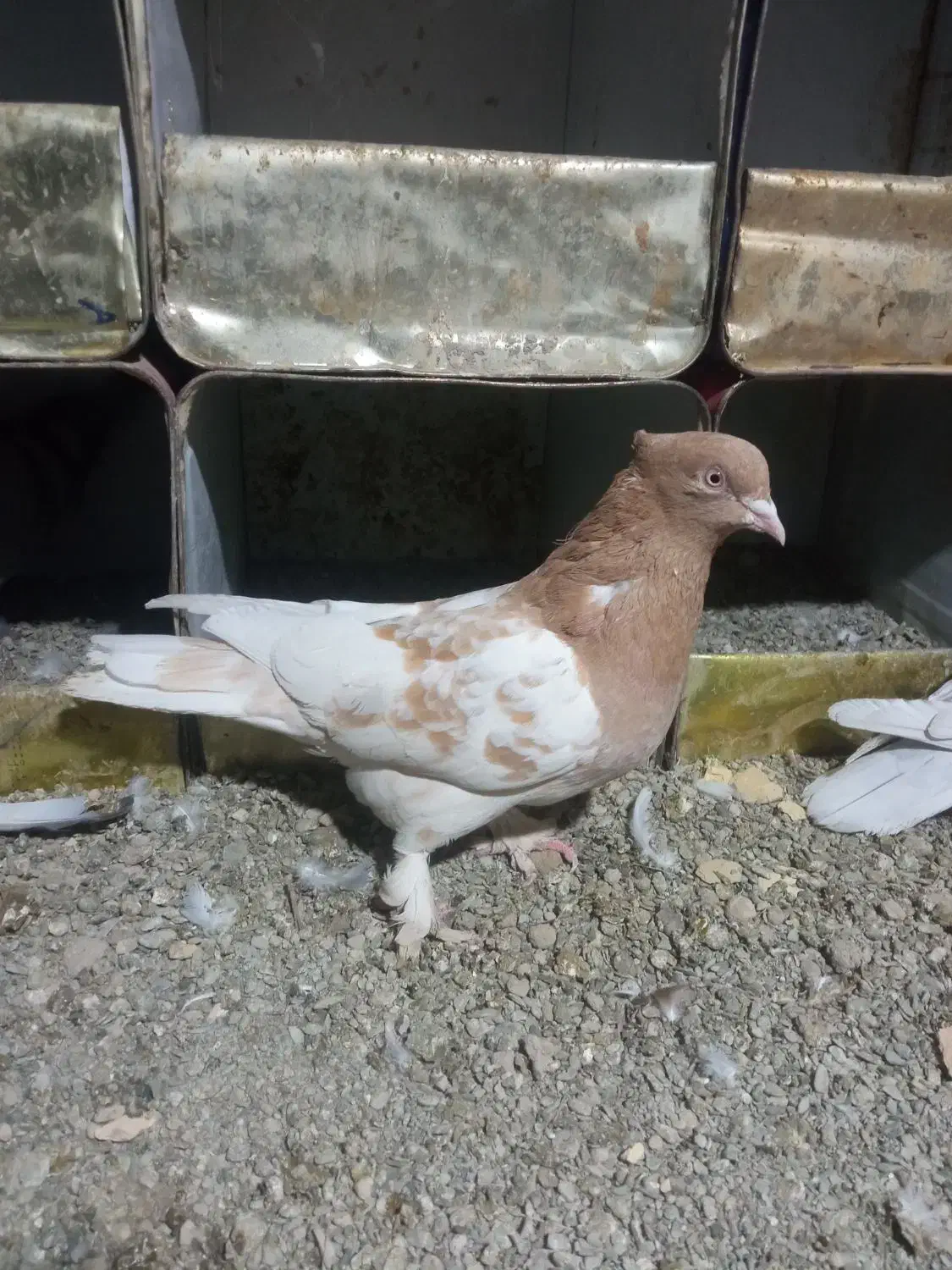 کبوتر|پرنده|سراوان, |دیوار