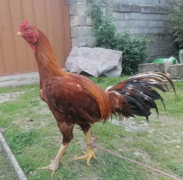 پرنده  خروس لاری|حیوانات مزرعه|سورک, |دیوار