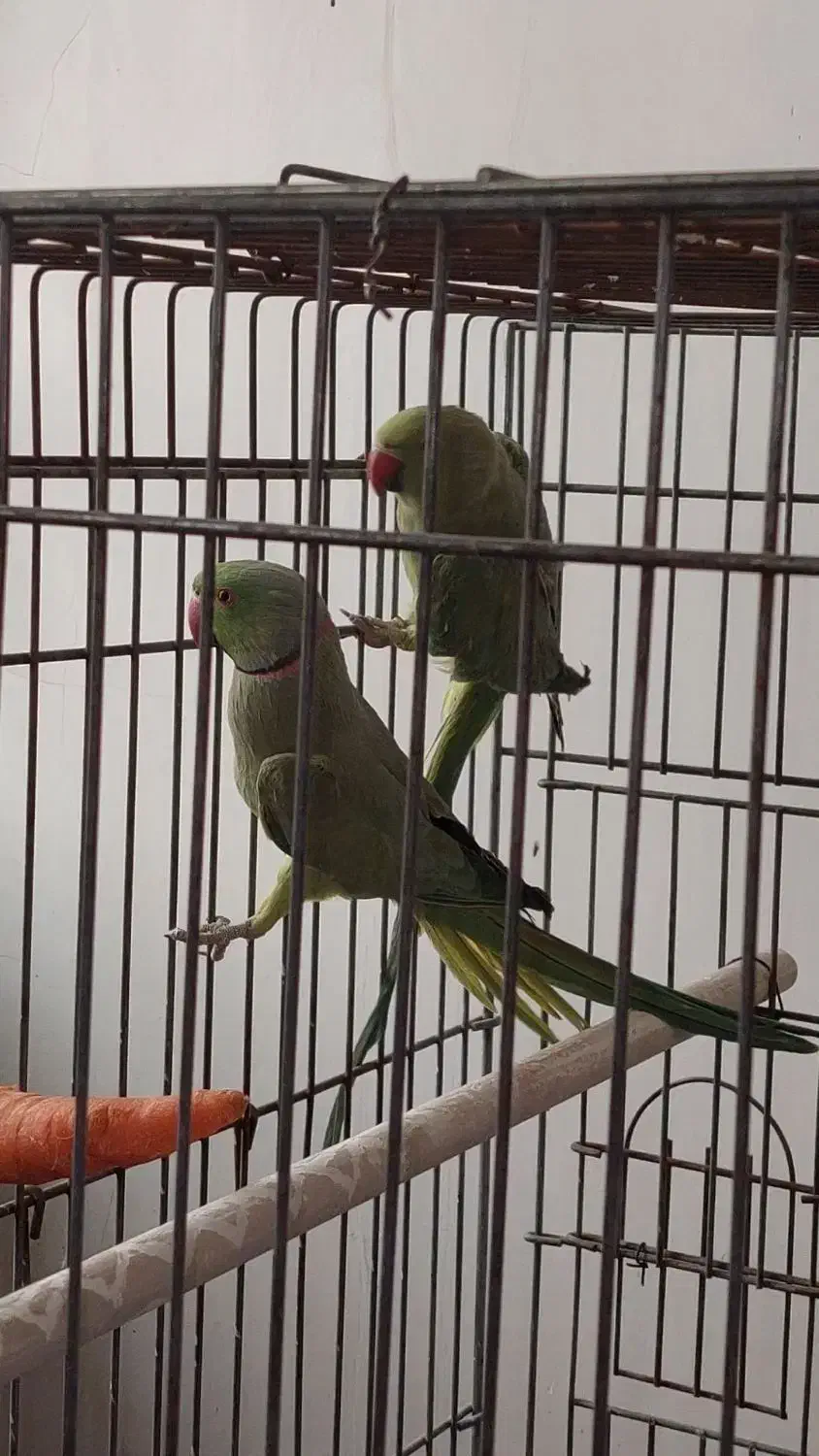 فروش یک جفت طوطی ملنگو نر ماده|پرنده|بهبهان, |دیوار