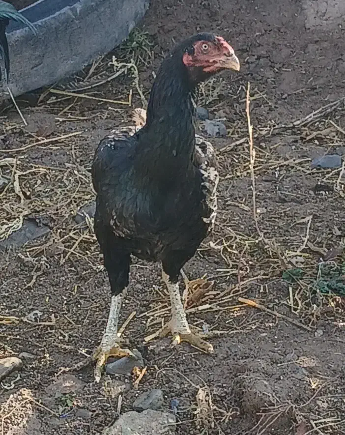 تخم مورغ لاری اصل|حیوانات مزرعه|مشگین شهر, |دیوار