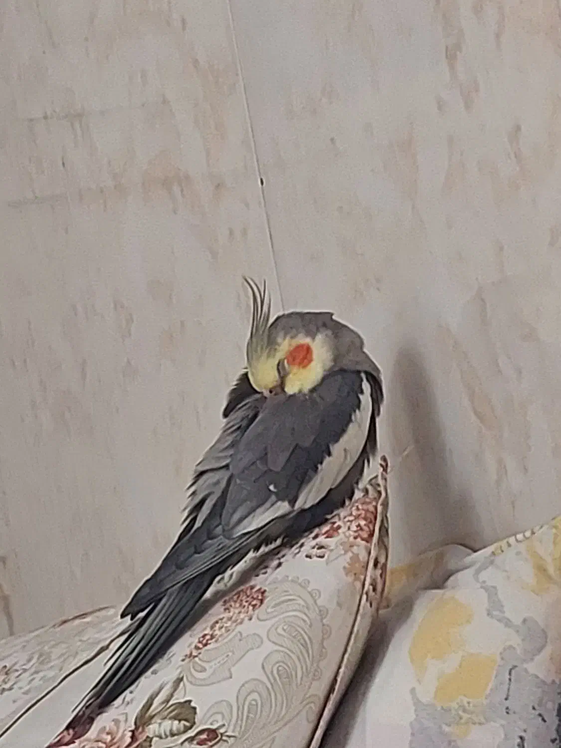 مژدگانی ۲ میلیون تومانی|حیوانات|فسا, |دیوار