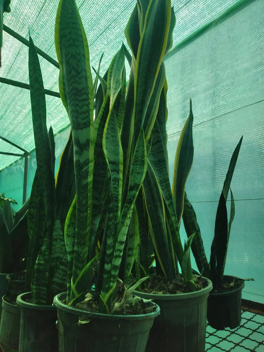 سانسوریا|گل و گیاه طبیعی|املش, |دیوار