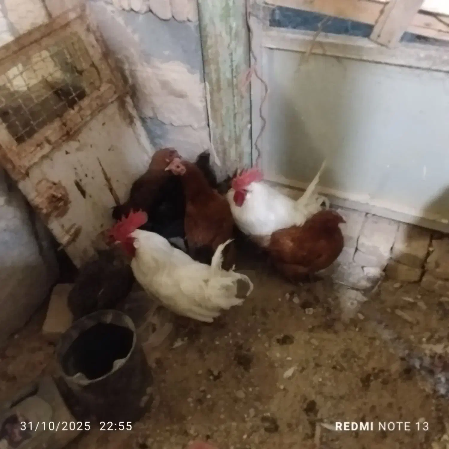 خروس|حیوانات مزرعه|معصومیه, |دیوار