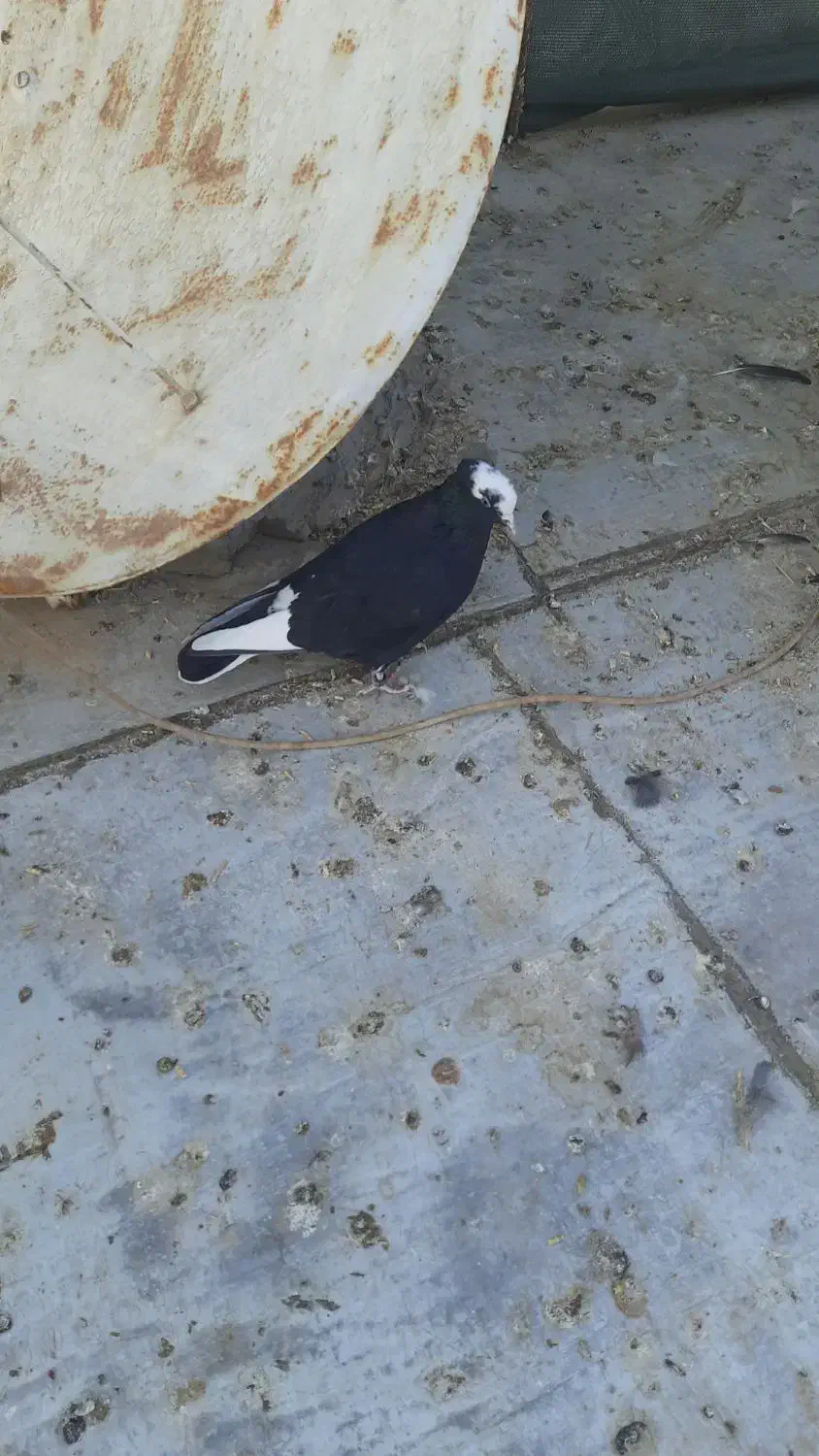 کفترپرشی|پرنده|بندر ماهشهر, |دیوار