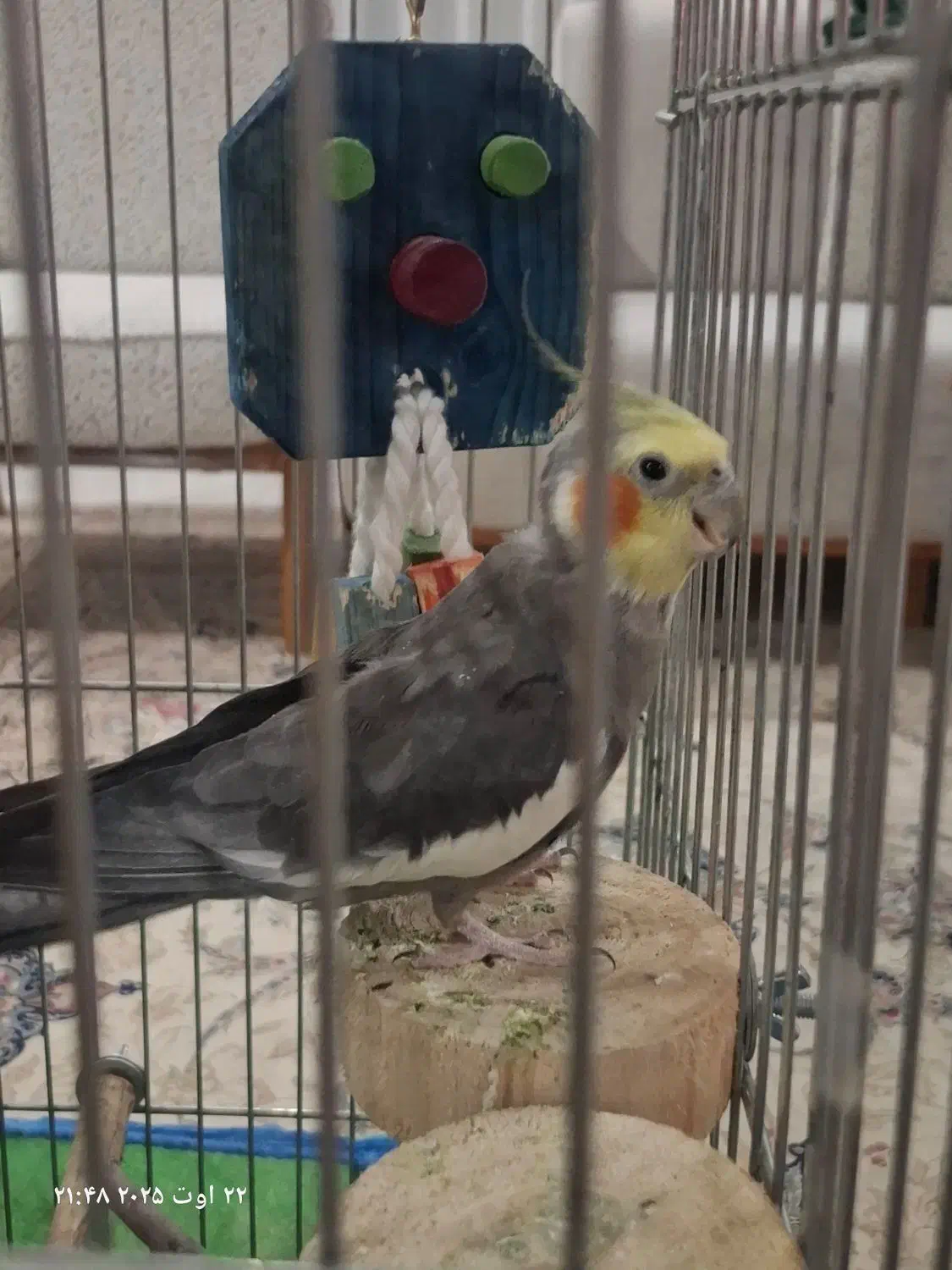 عروس هلندی|پرنده|شاهینشهر, شهرک سایت|دیوار