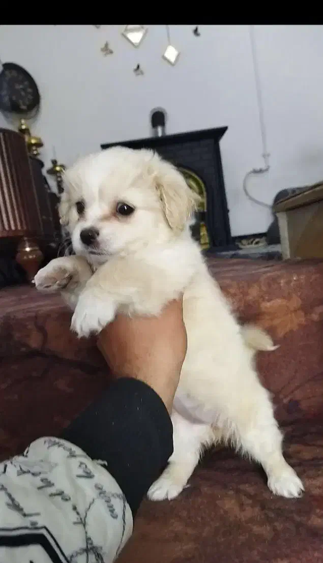 توله سگ پاپی پامر پامرانین عروسکی جیبی|سگ|اصفهان, خانه اصفهان|دیوار