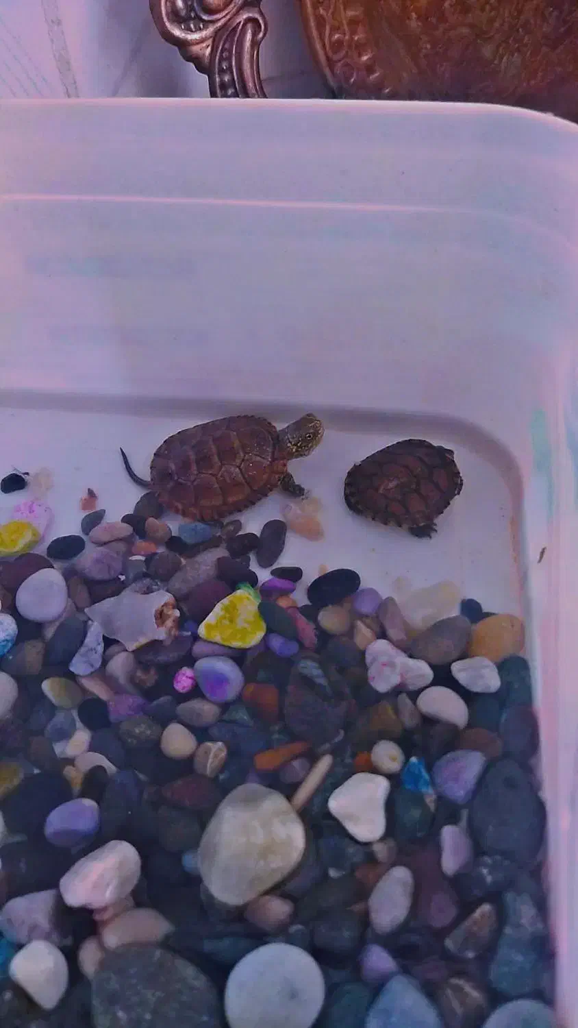 دو عدد|خزنده|قیامدشت - خاورشهر, |دیوار