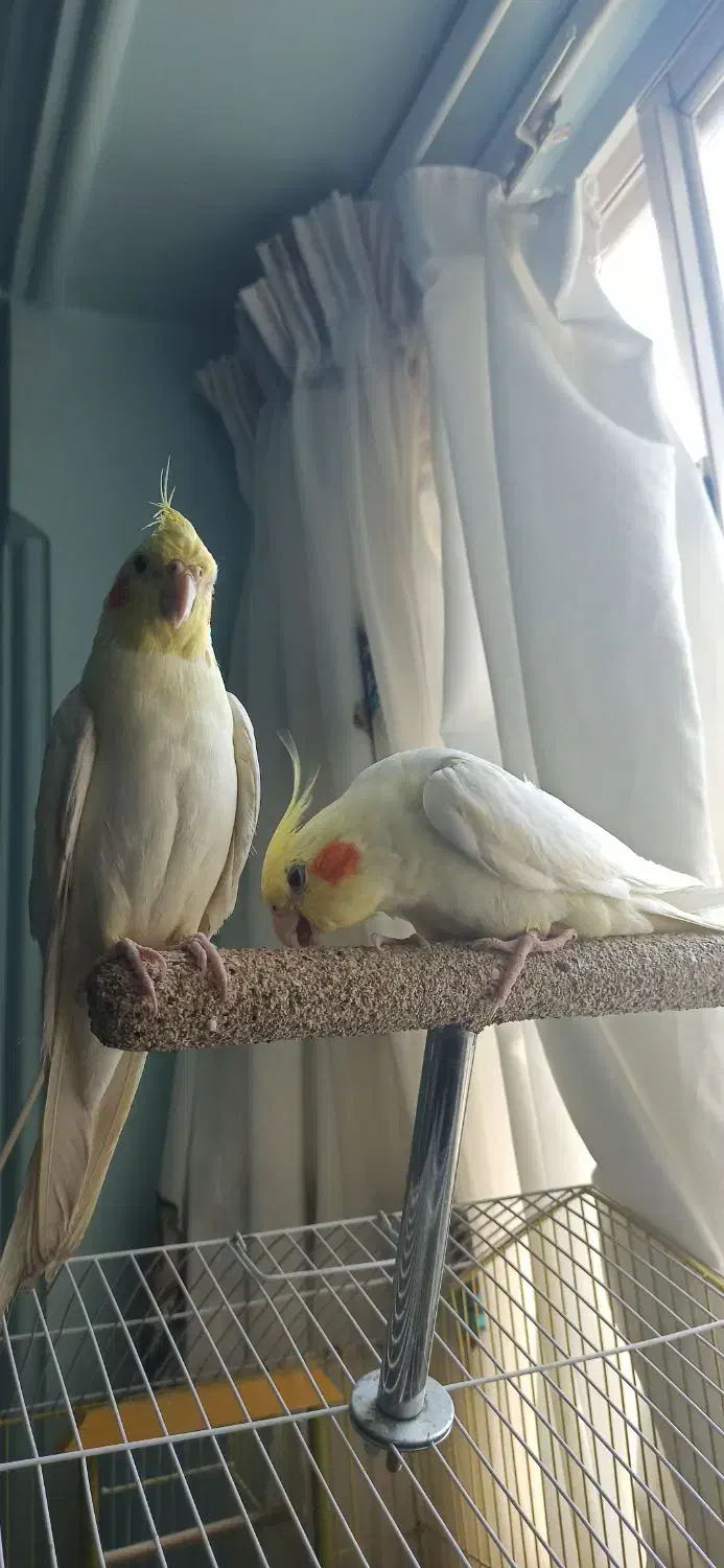 یک جفت عروس هلندی|پرنده|بجنورد, |دیوار