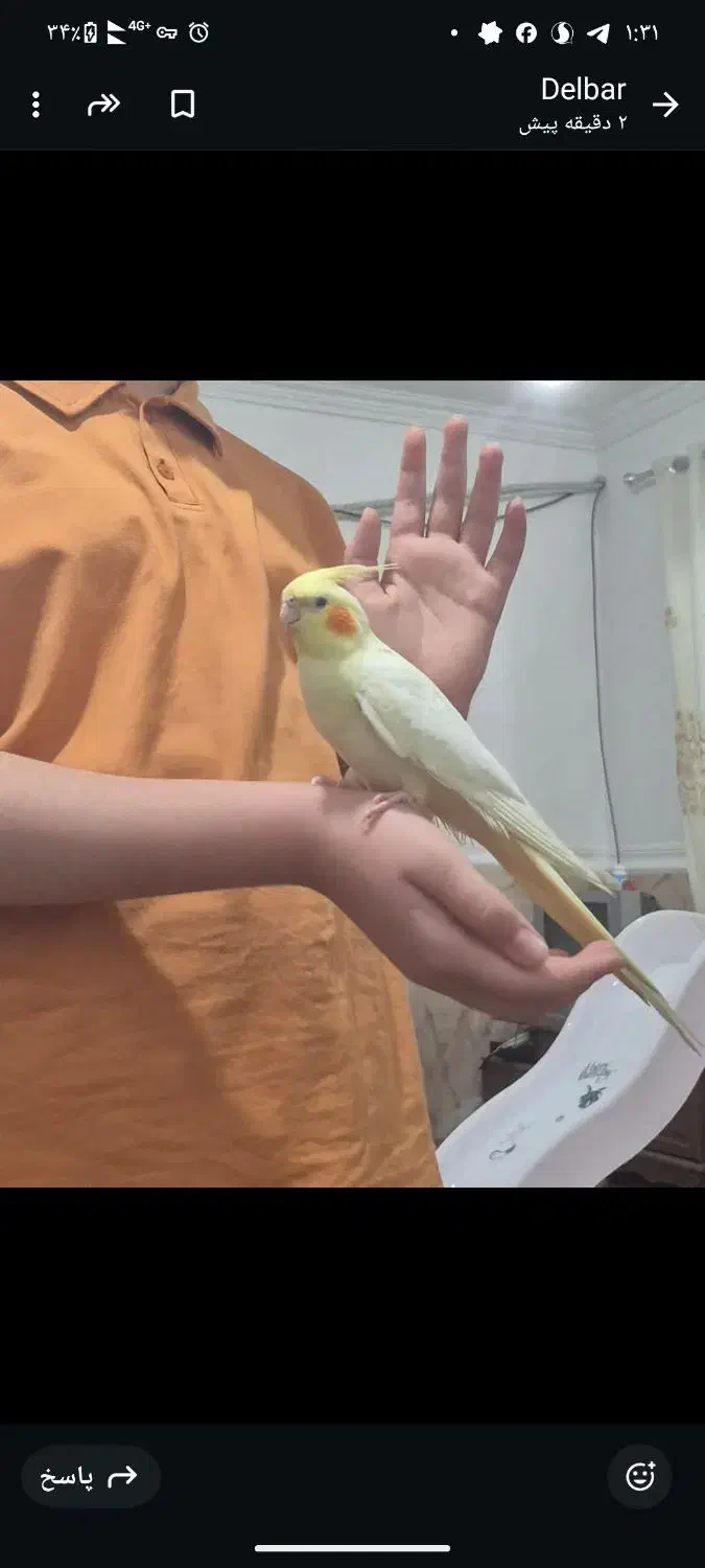 گمشده|حیوانات|برازجان, |دیوار