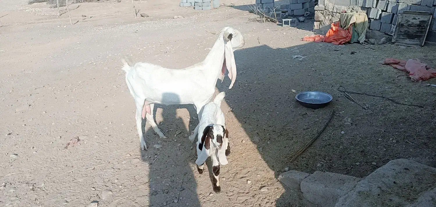 بز گلابی اصل|حیوانات مزرعه|داراب, |دیوار