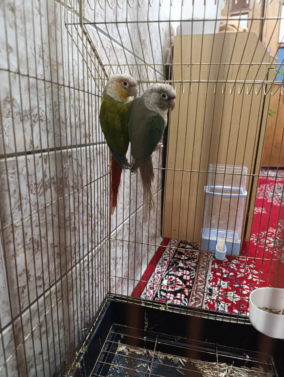 جفت گرینچیک ابی و اناناسی|پرنده|تربتحیدریه, بالا ولایت|دیوار