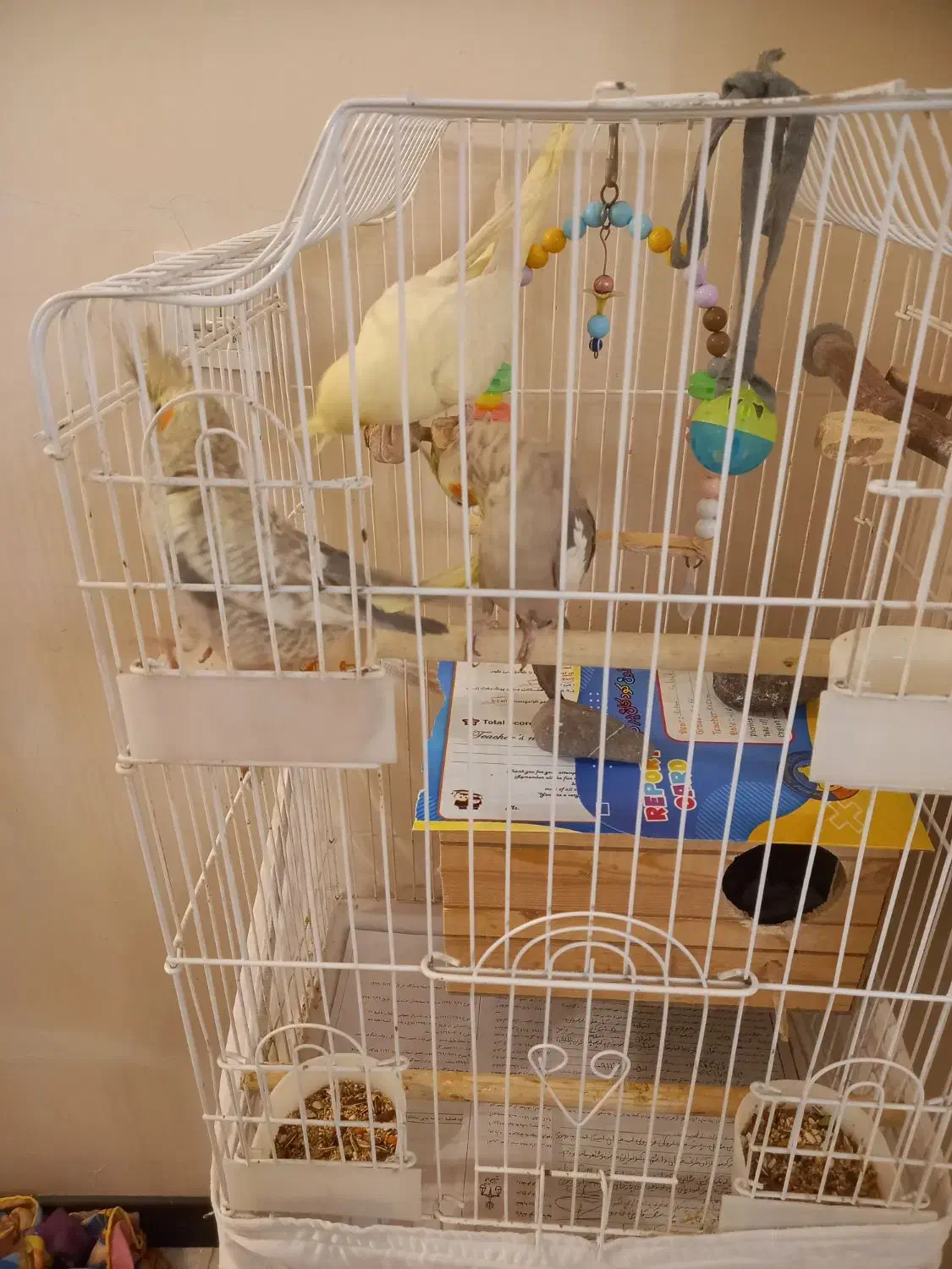 عروس هلندی|پرنده|تهران, سازمان آب|دیوار