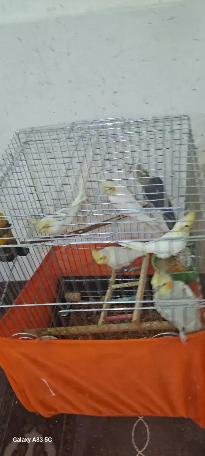 عروس هلندی|پرنده|اندیمشک, |دیوار