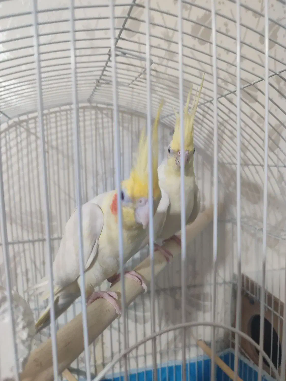 جفت عروس هلندی|پرنده|حمیدیه, |دیوار