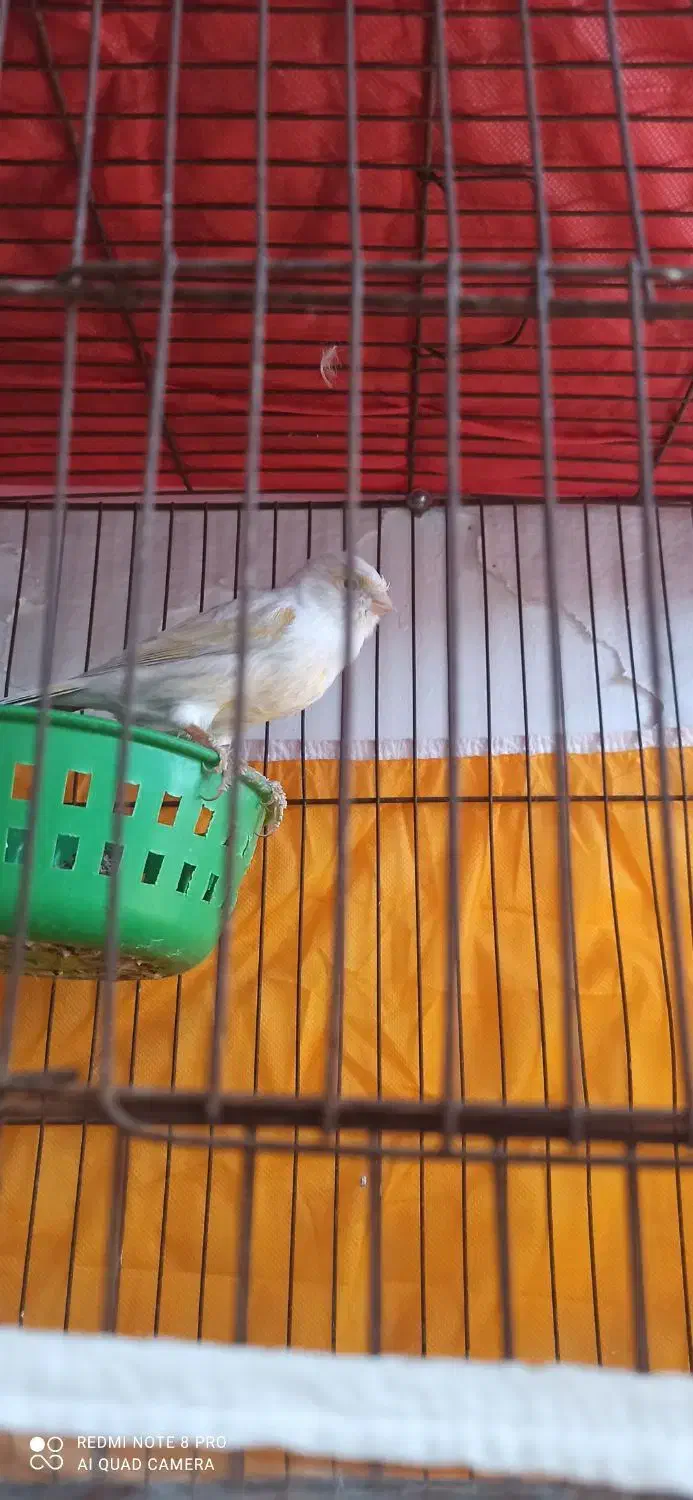 قناری|پرنده|بوشهر, |دیوار