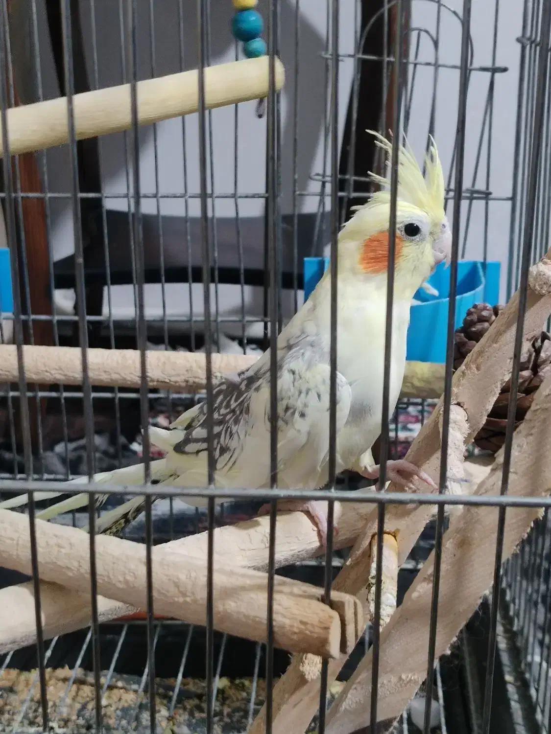 عروس هلندی|پرنده|شهریار, شهرک امیریه|دیوار