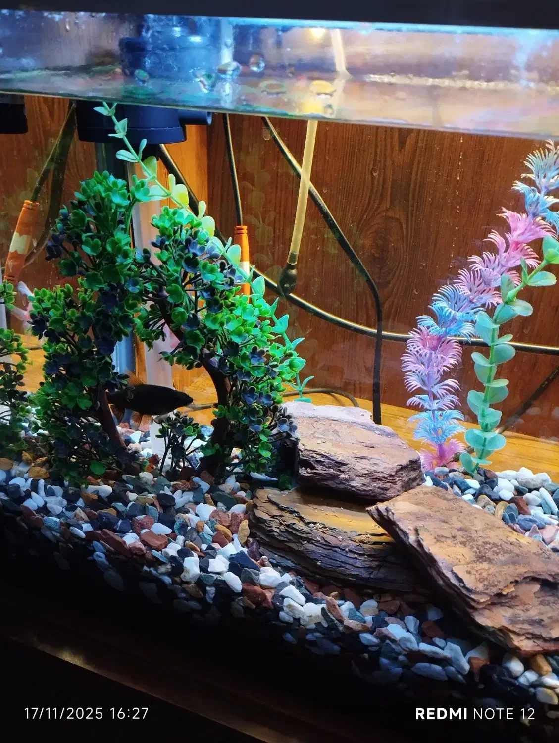 اکواریوم ماهی|ماهی|کرمان, |دیوار