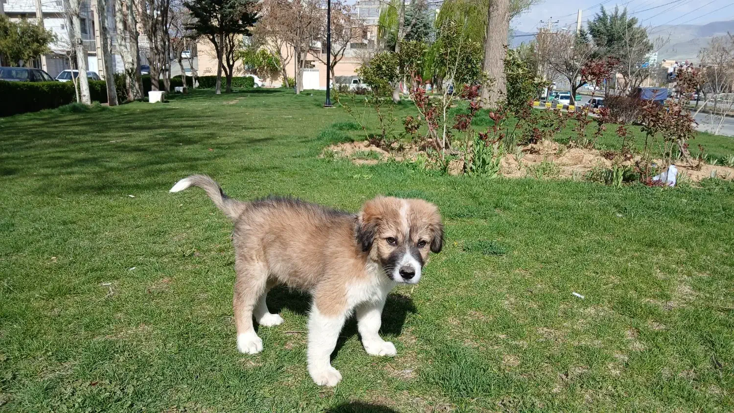 سگ ‌‌‌‌|سگ|سنندج, |دیوار