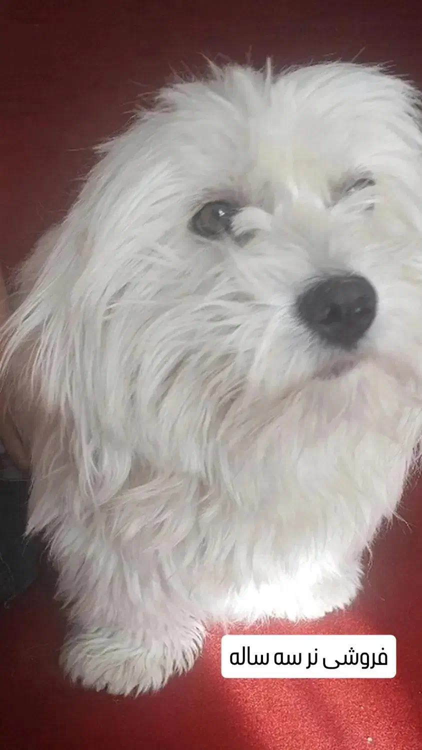 سگ ایشپیتز|سگ|تبریز, |دیوار