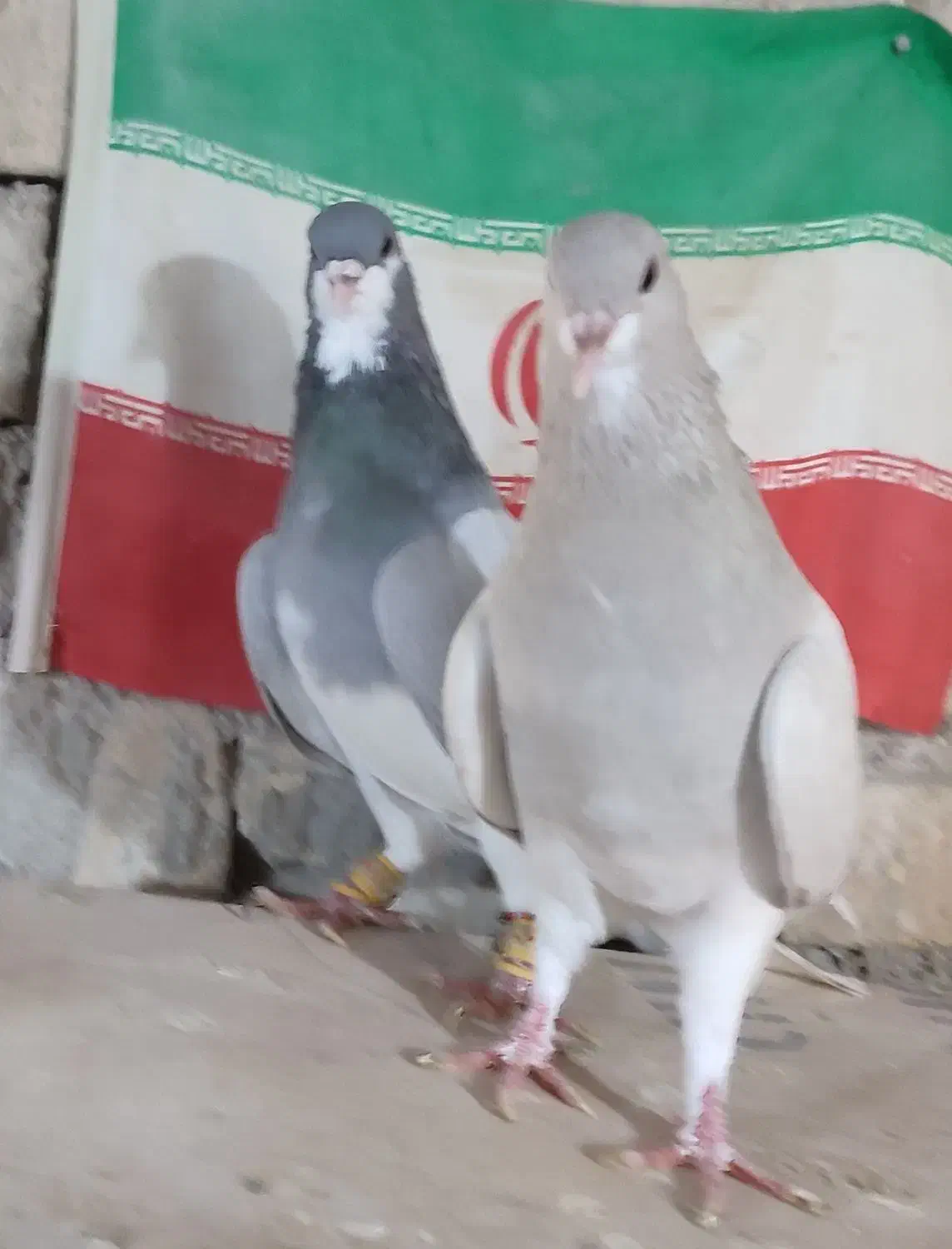 کبوتر شهری|پرنده|شیراز, کفترک|دیوار