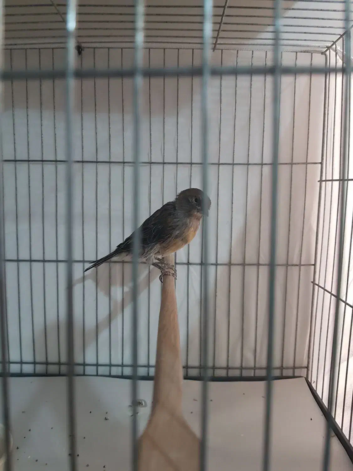 قناری ماده نگرو|پرنده|تهران, جیحون|دیوار