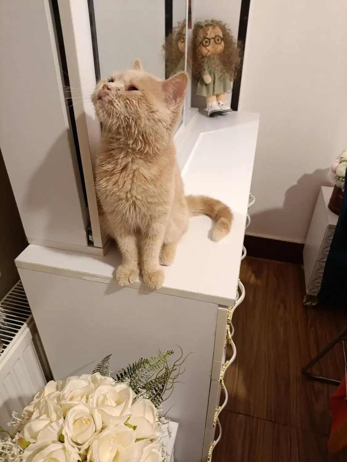 گربه بریتیش|گربه|اصفهان, سرتاوه|دیوار