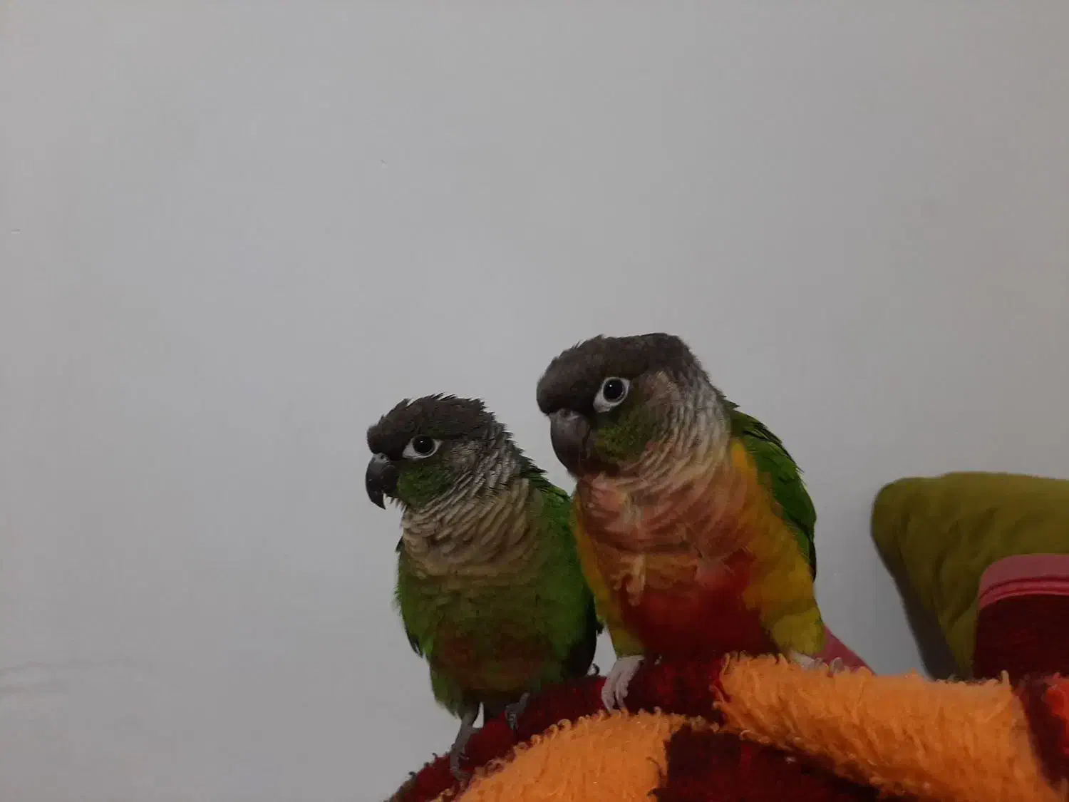 پرنده|پرنده|رشت, پیرسرا|دیوار