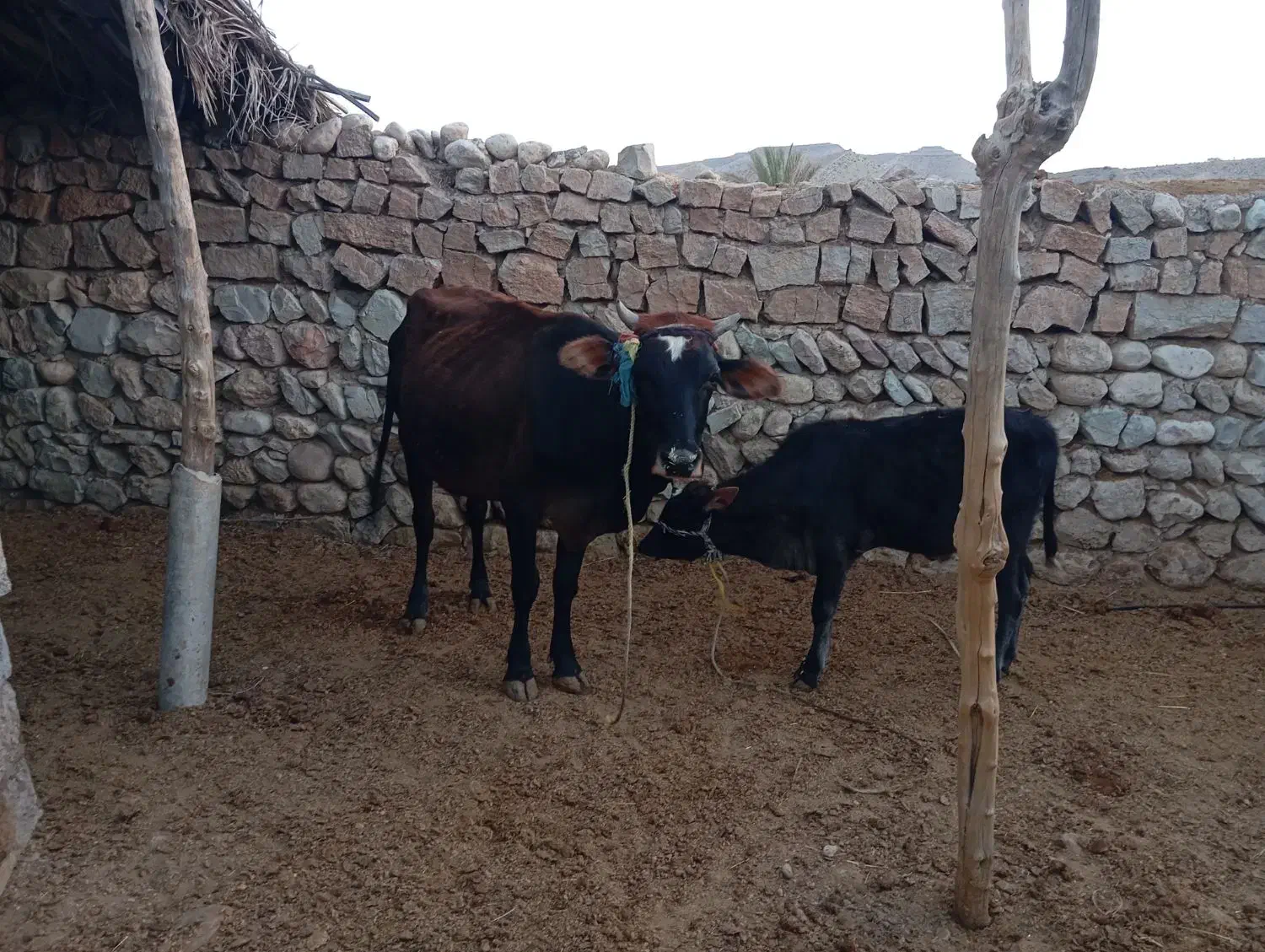 فروش گاو گوساله دار|حیوانات مزرعه|افزر, |دیوار