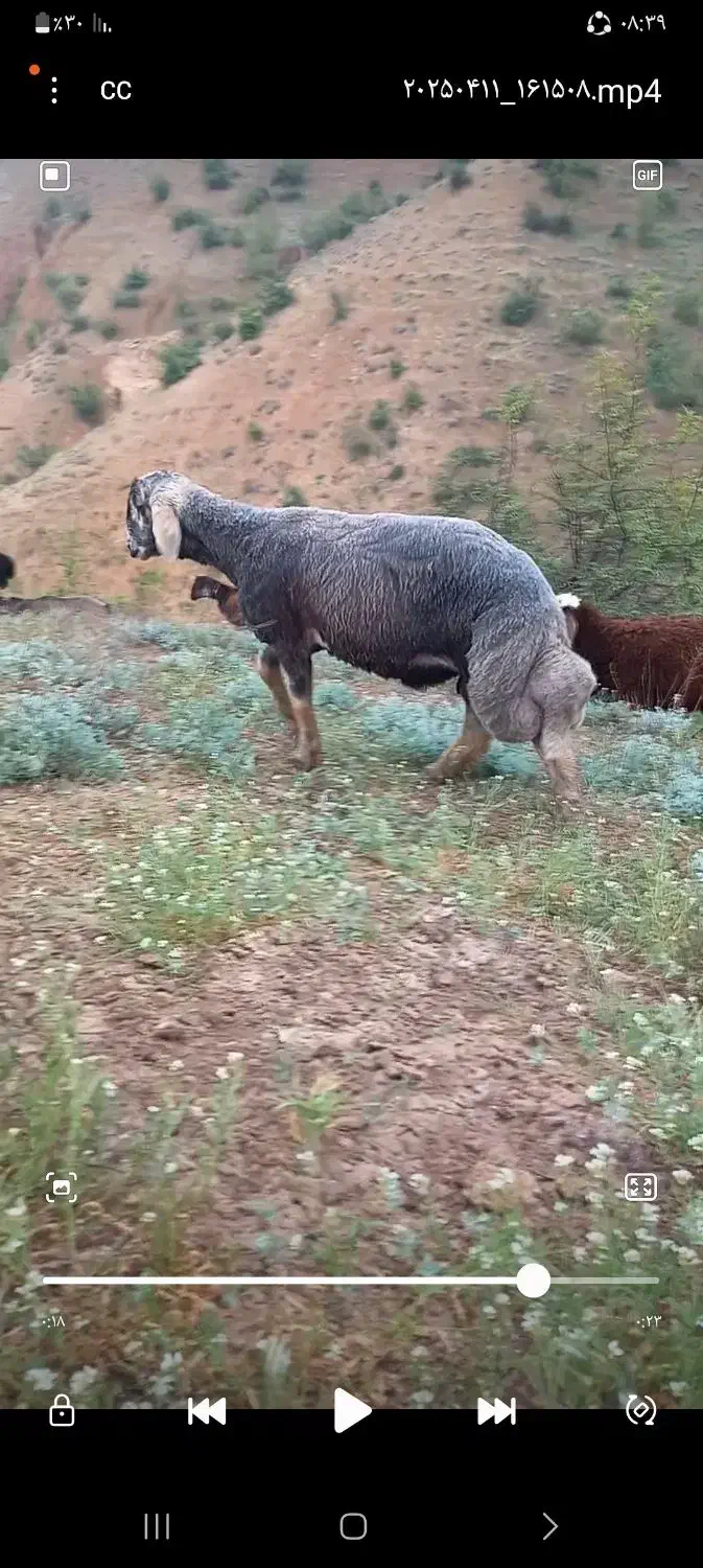 قوچ گوگ قیر ۱۱ماهه سنگین وزن زیر خاکی|حیوانات مزرعه|گلی داغ, |دیوار