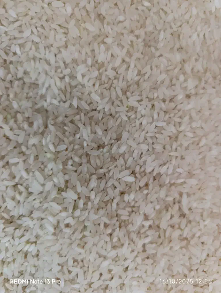 دو تن شلتوک فروشی|خوردنی و آشامیدنی|مرودشت, مجد آباد|دیوار