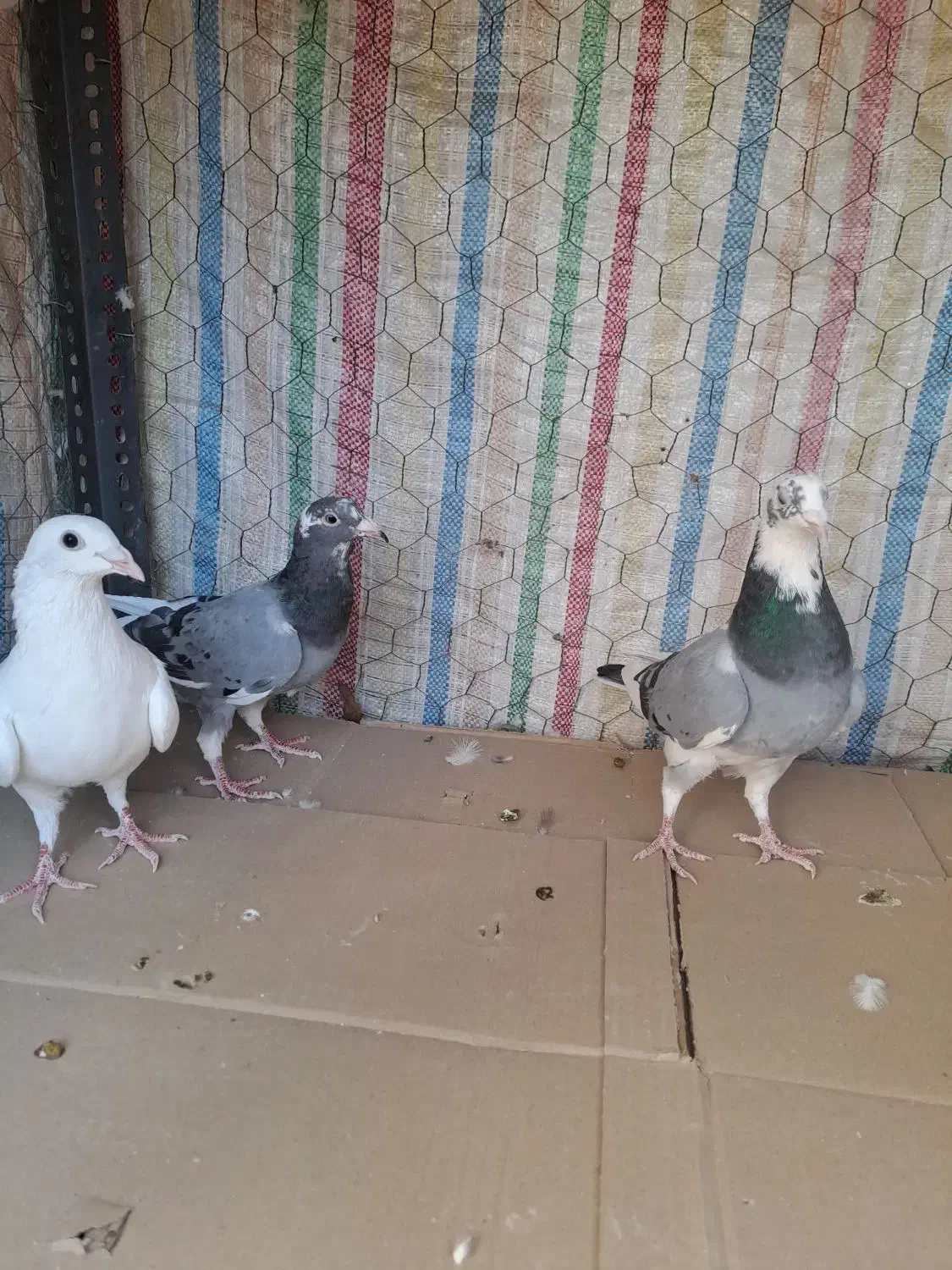 کبوترجوان|پرنده|محمدیه-قزوین, |دیوار