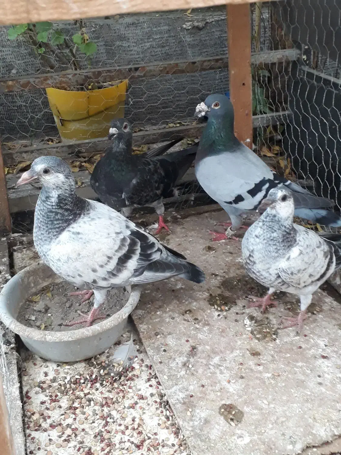 کبوتر دورگ|پرنده|گرگان, |دیوار