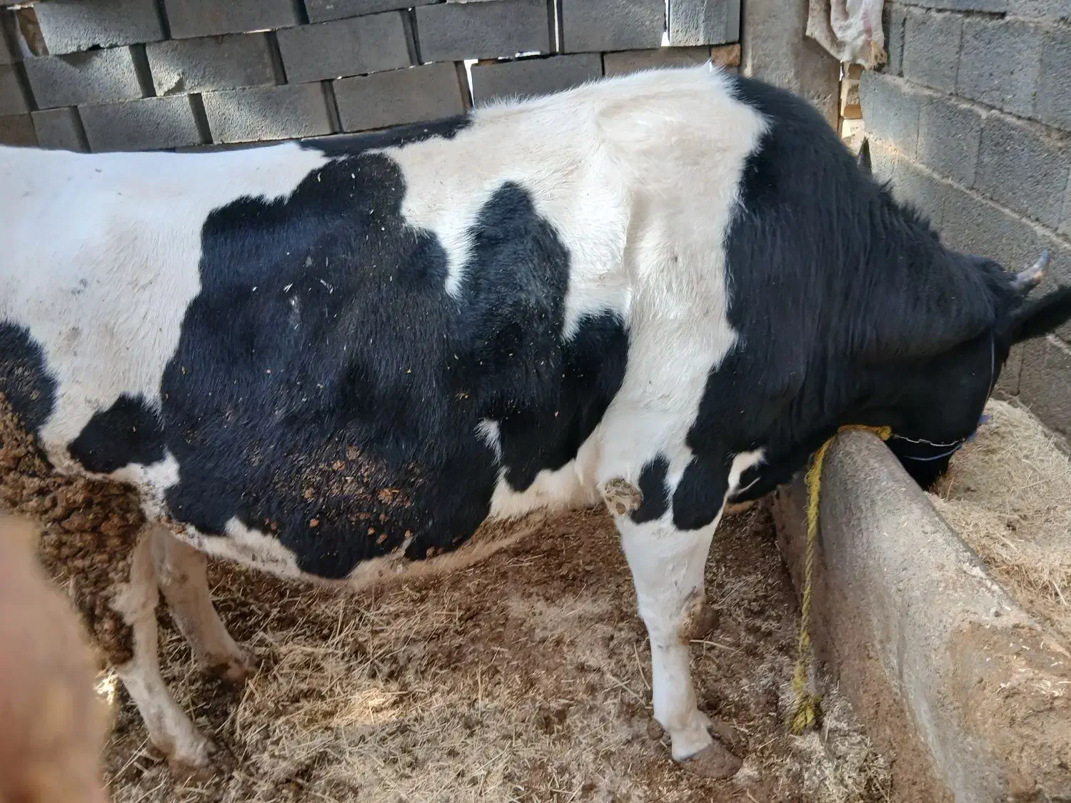 گاو و گوساله|حیوانات مزرعه|داران, |دیوار